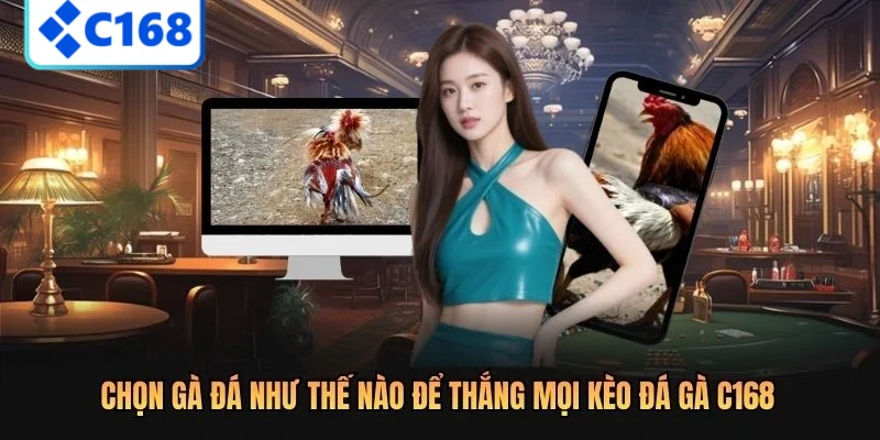 Chọn gà đá như thế nào để thắng mọi kèo đá gà C168