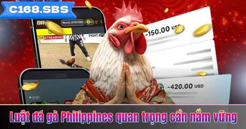 Luật đá gà Philippines quan trọng cần nắm vững